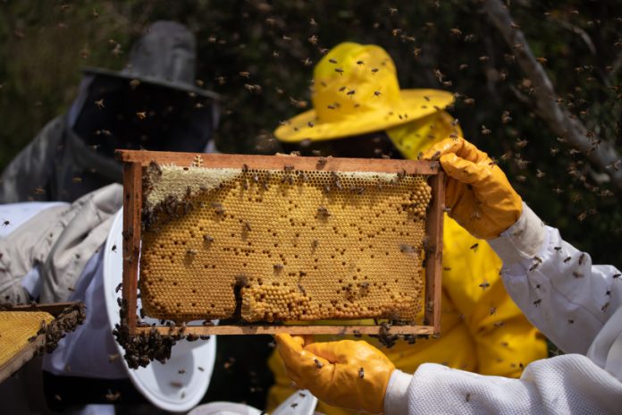 Inscrições para edital de fomento a apicultura e meliponicultura na Bahia são prorrogadas até 24 de maio_66444c7e24c78